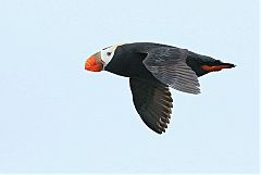 Tufted Puffin